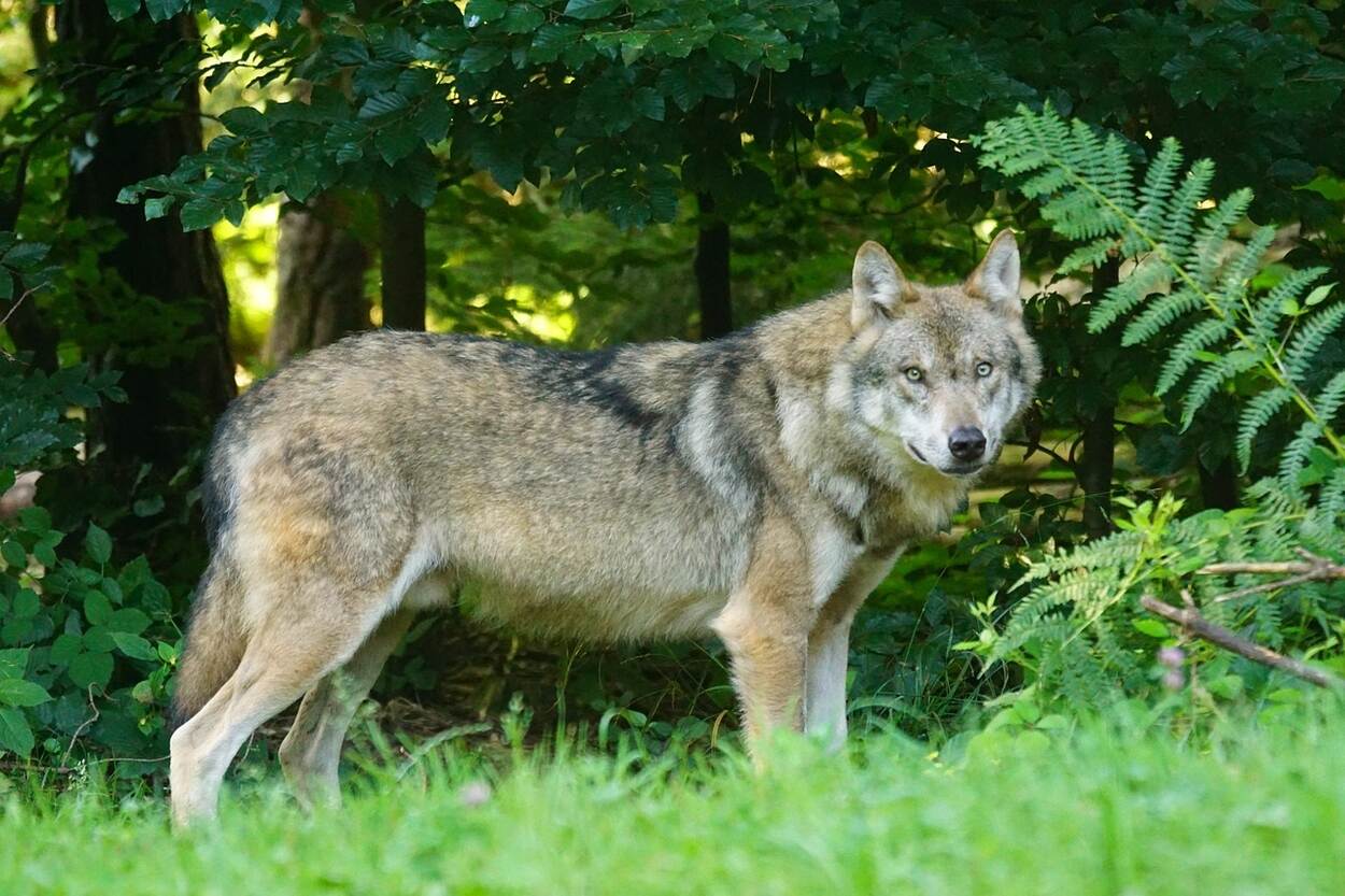 Foto Engelse vertaling zienswijze wolven